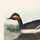 Poster about the black-necked grebe, based on an old engraving from 1827.