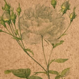 Anncienne gravure botanique rosier