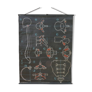 Affiche scolaire vintage Dr Auzoux