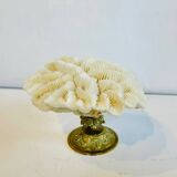 Coquillage - corail