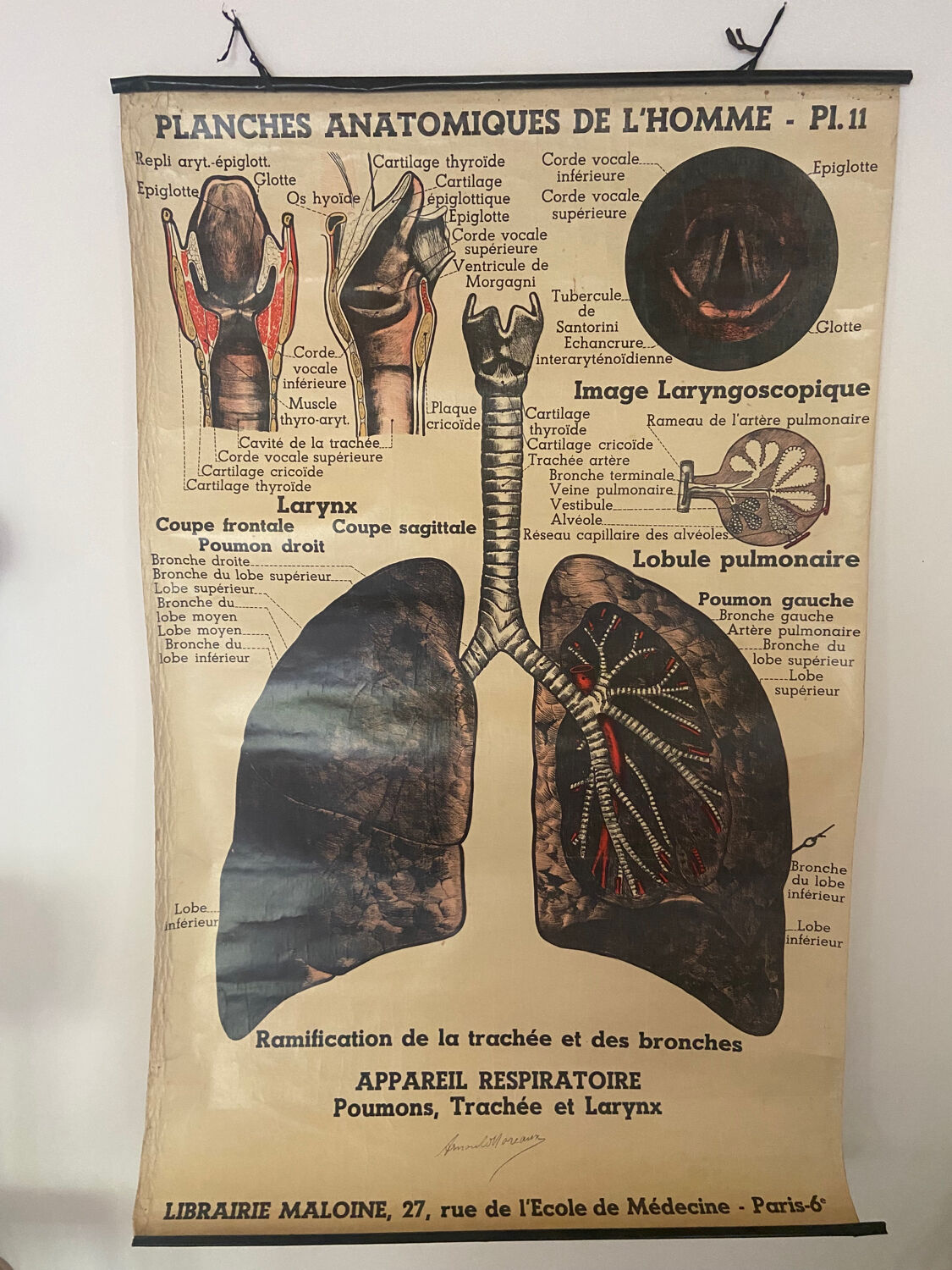 Anatomical chart of the respiratory system 1930s