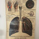 Anatomical chart of the respiratory system 1930s