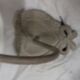 Two wall lamps shabby suite