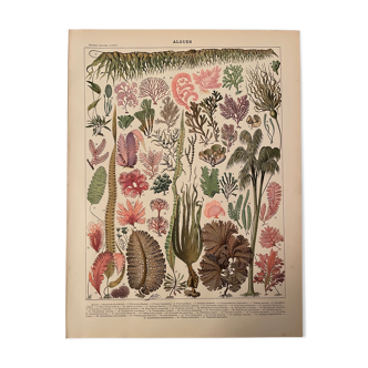 Lithographie gravure algues de 1897