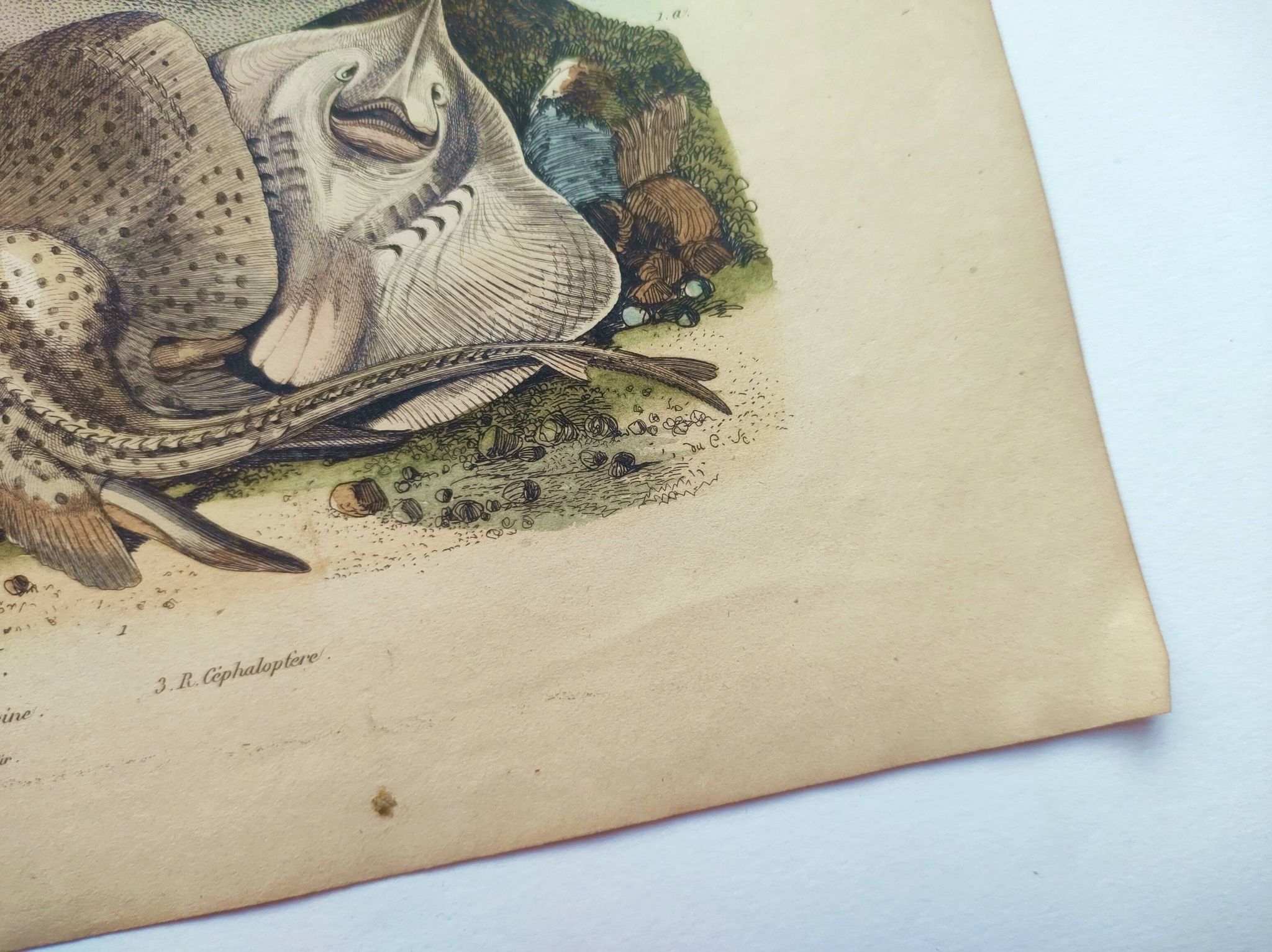 Old engraving from 1839 - Rays - Hand-colored zoological plate. lithograph