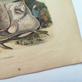 Old engraving from 1839 - Rays - Hand-colored zoological plate. lithograph