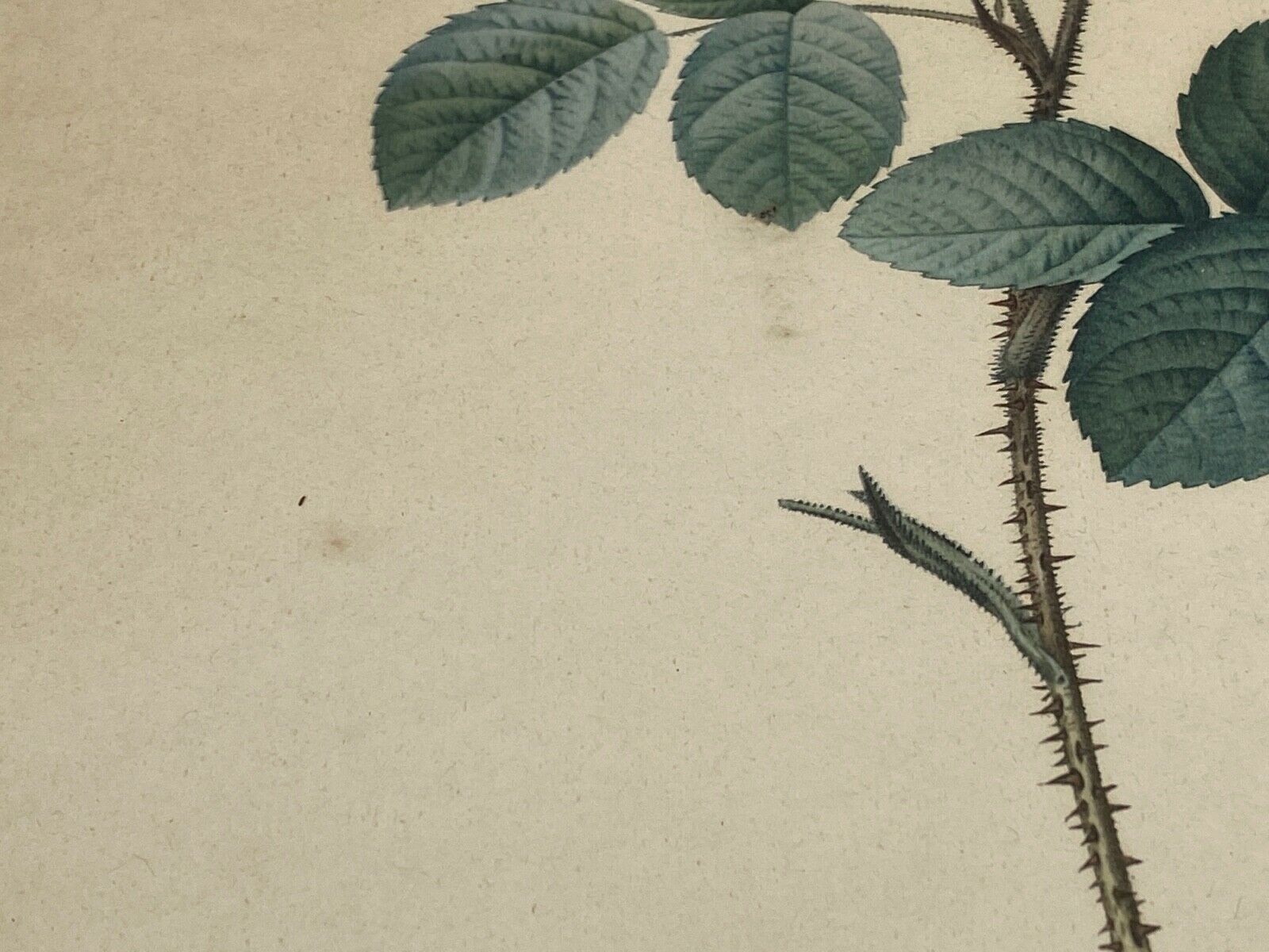 Lithographie rosier redoute Langlois Remond mousseux a fleurs blanches