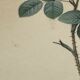 Lithographie rosier redoute Langlois Remond mousseux a fleurs blanches