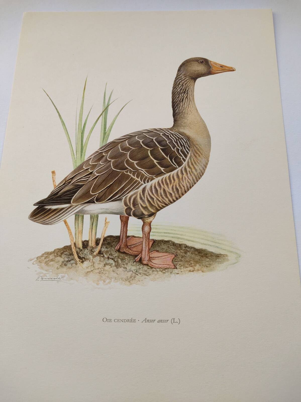 Bird board 1960s - Greylag Goose - Vintage zoological and ornithological illustration
