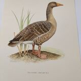 Bird board 1960s - Greylag Goose - Vintage zoological and ornithological illustration