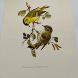 Bird board from the 60s - Siskin of the Aunes - Vintage ornithology and zoology illustration