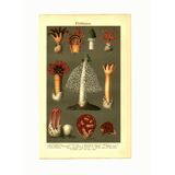 Botanical engraving from 1904 - Mushrooms - plants of the ancient forest litho