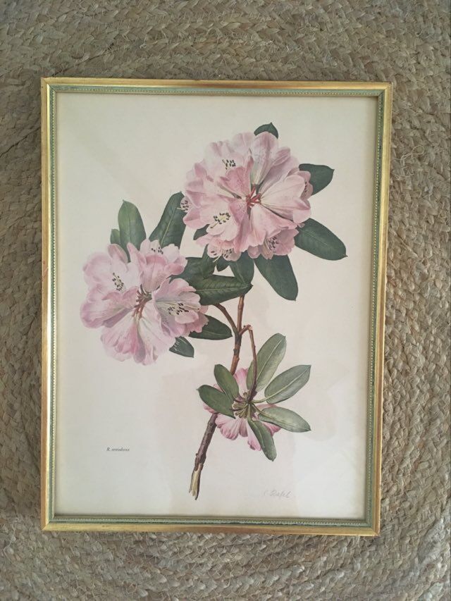 Botanical setting Rhododendron Oreodoxa by Riefel