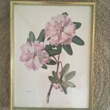 Botanical setting Rhododendron Oreodoxa by Riefel