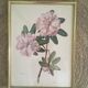 Botanical setting Rhododendron Oreodoxa by Riefel