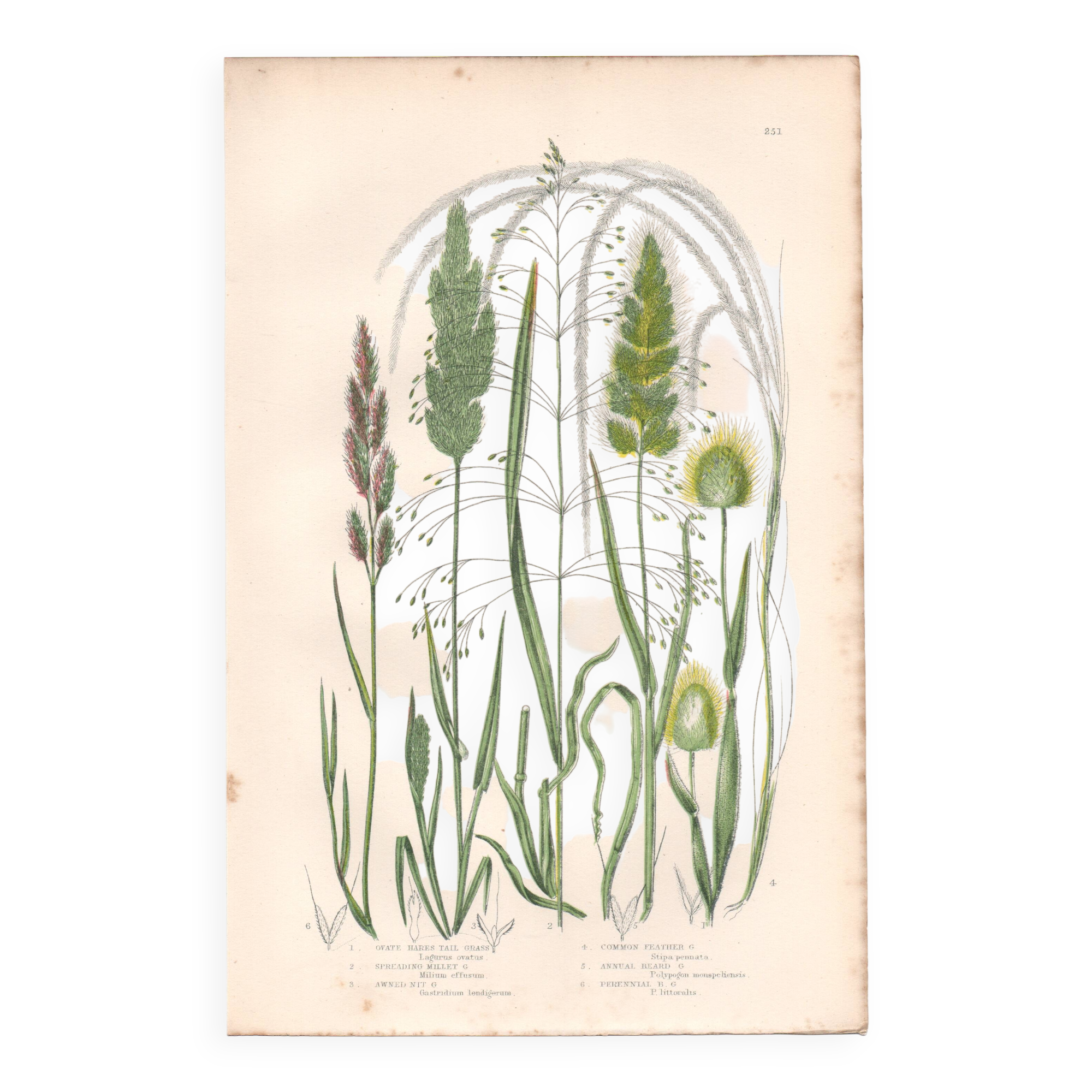 Gravure botanique ancienne. Fleur