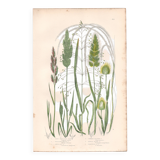 Gravure botanique ancienne. Fleur