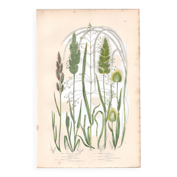 Antique botanical engraving. Flower