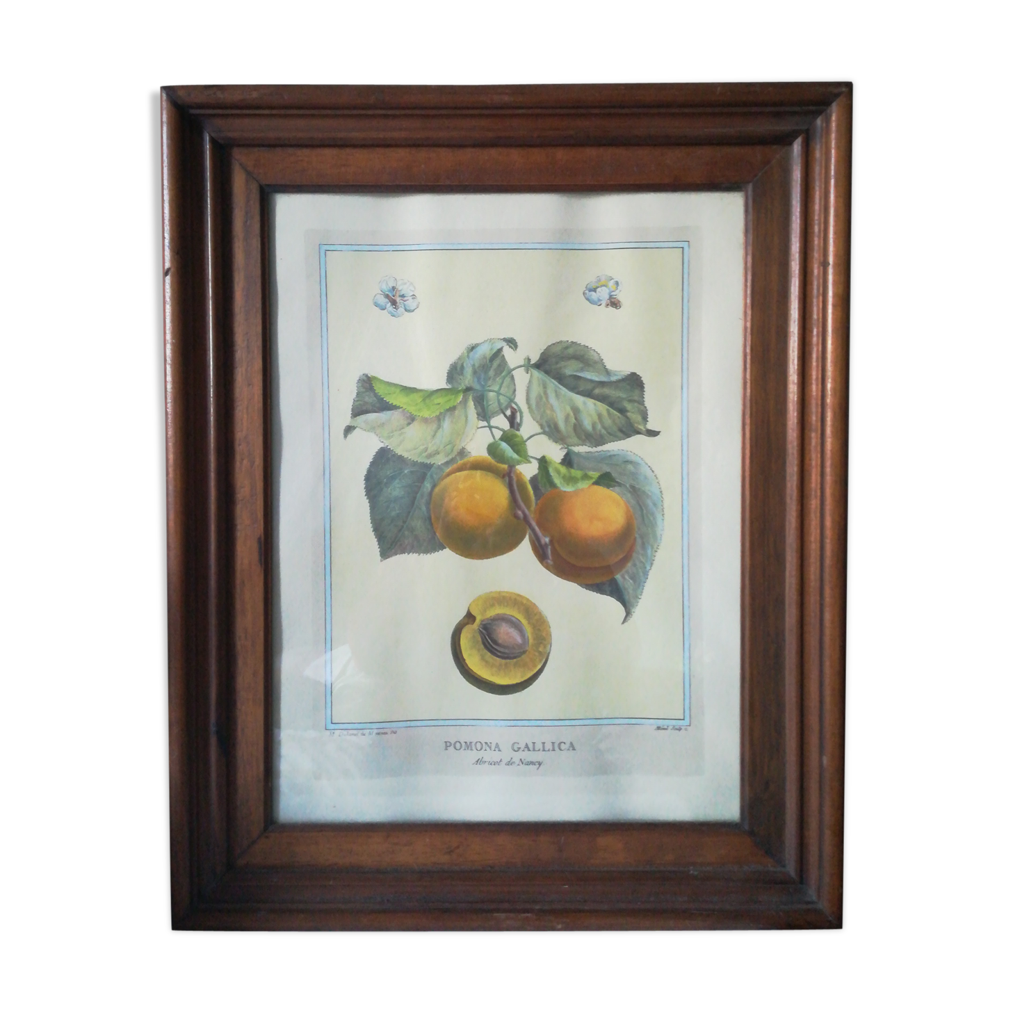 Framed botanical poster