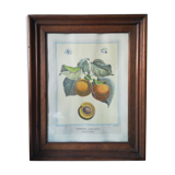 Framed botanical poster