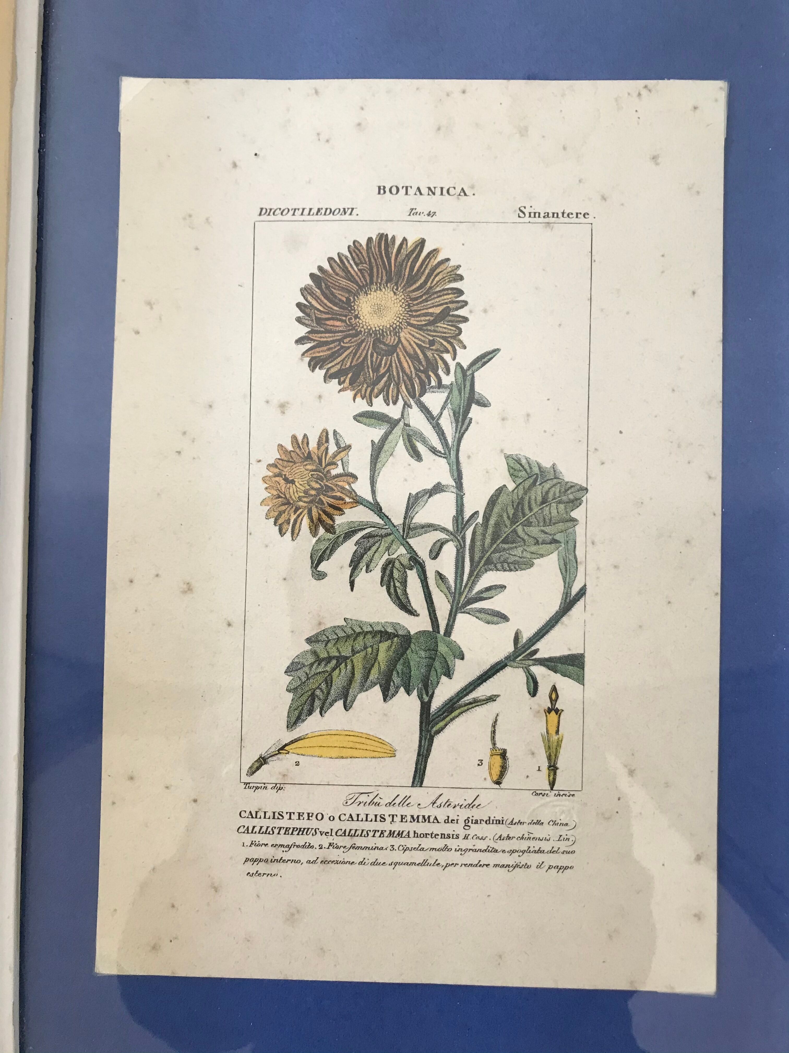 Ancient botanical plank frames