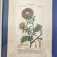 Ancient botanical plank frames
