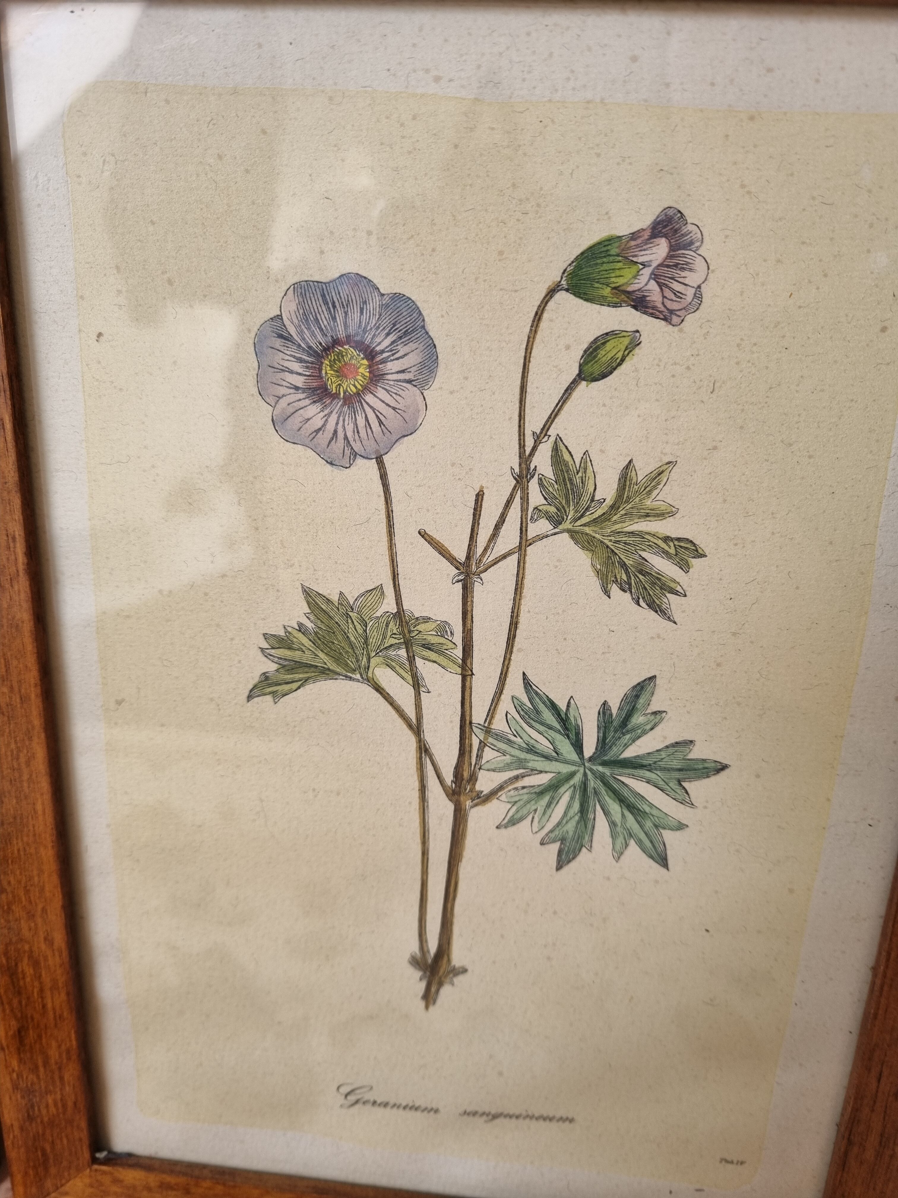 Pair of vintage frames watercolors flowers