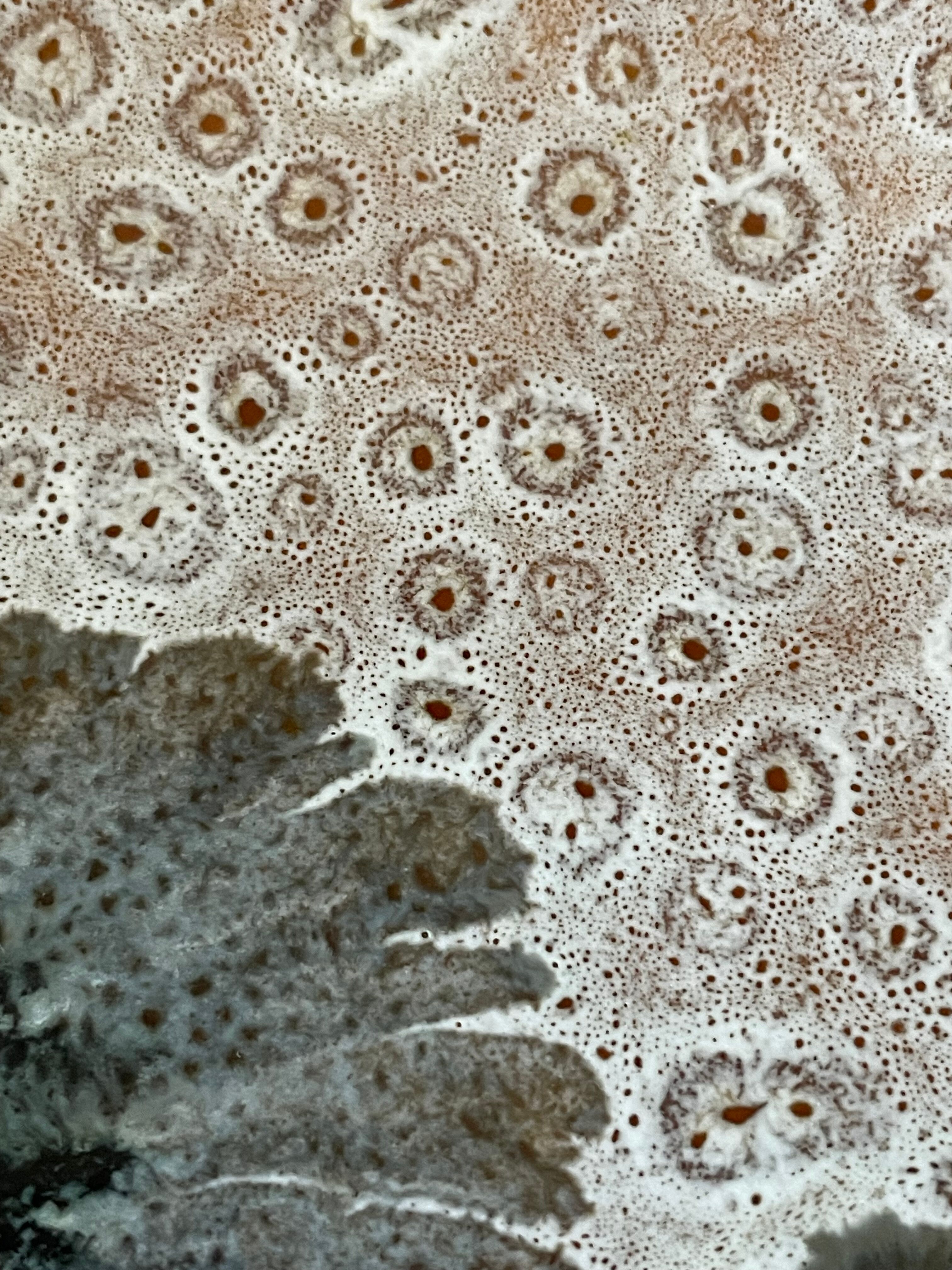 Vintage MBFA Pornic dish