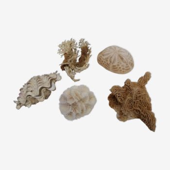 Ancient corals