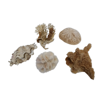 Ancient corals