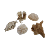 Ancient corals