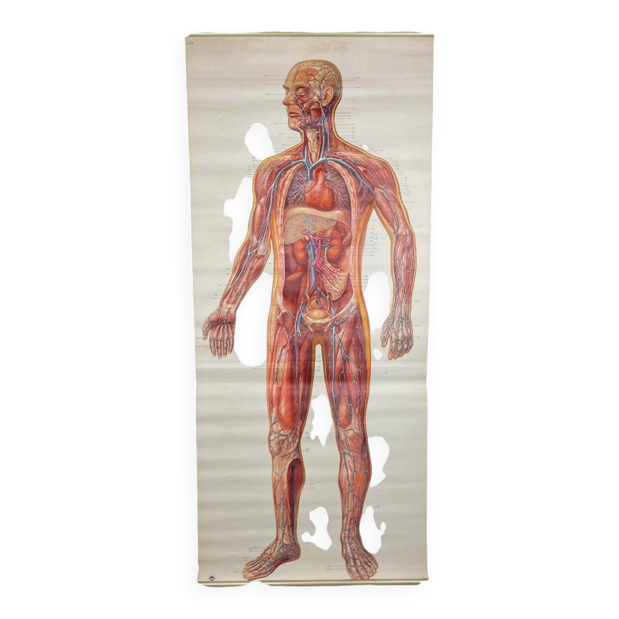 Vintage educational poster of the circulatory system from the Deutsches Hygiene Museum Dresden GDR (East Germany), 1976.