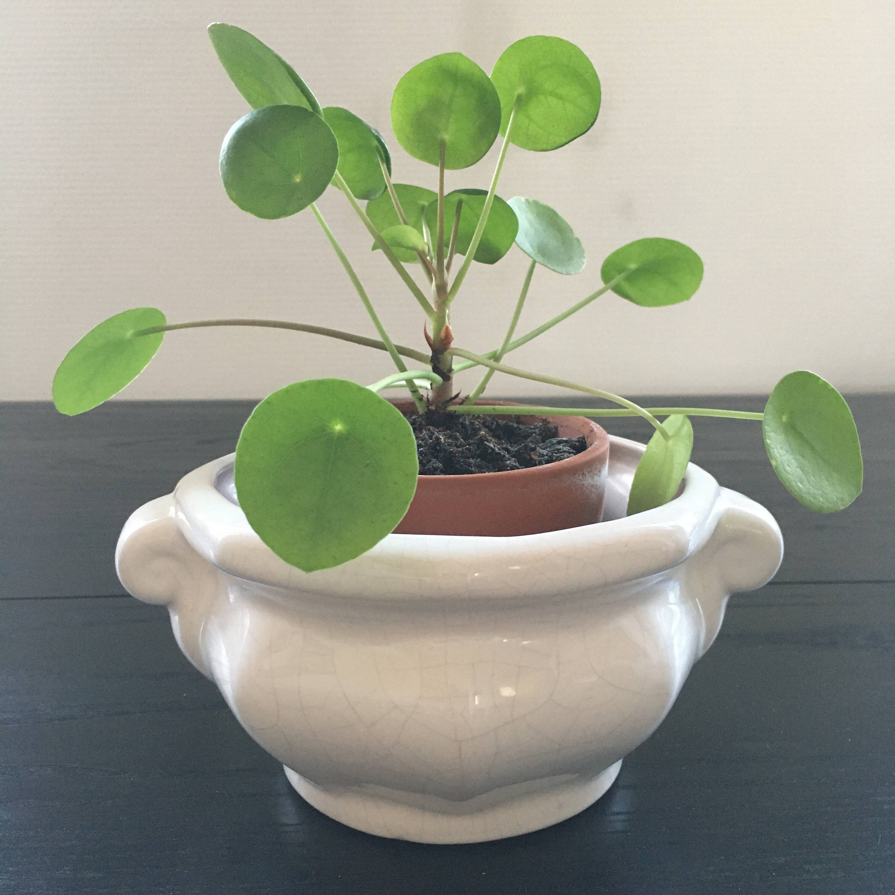 Cracked earthenware planter