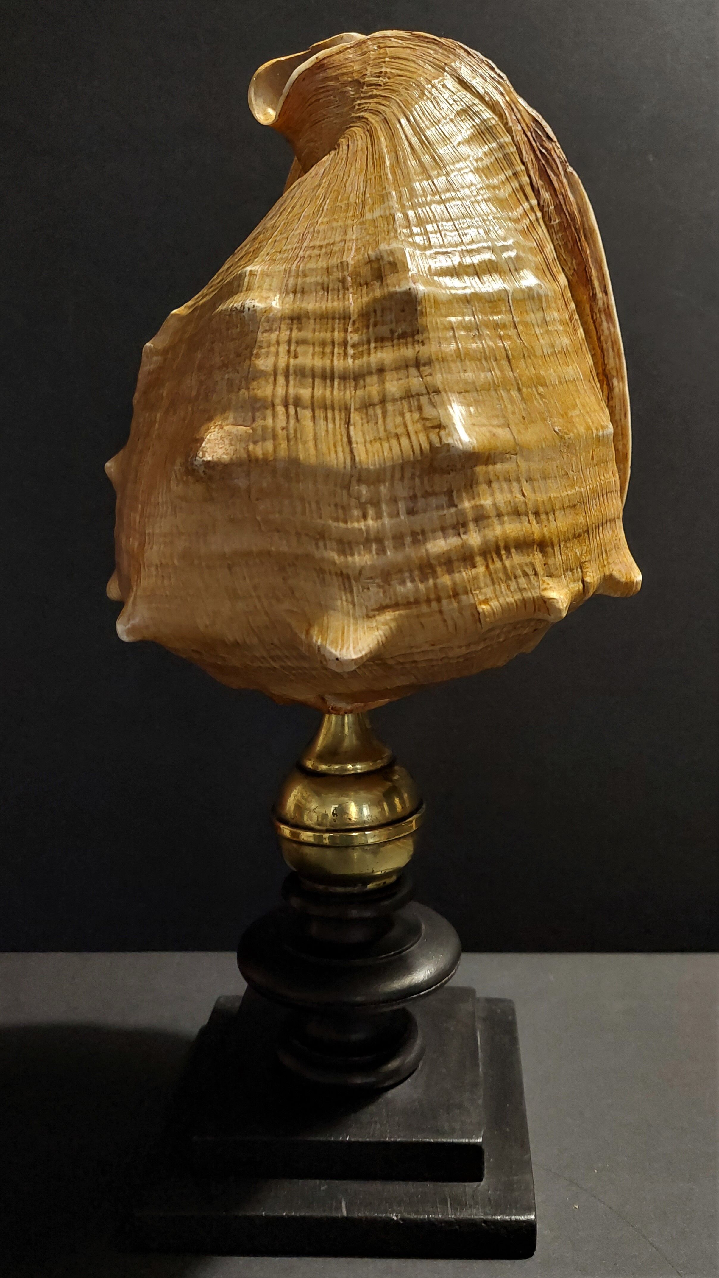 Cabinet of Curiosities shell blackcurrant cornuta on base