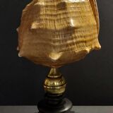 Cabinet of Curiosities shell blackcurrant cornuta on base