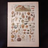 Lithograph on shellfish and molluscs from 1922