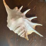 Conch shell