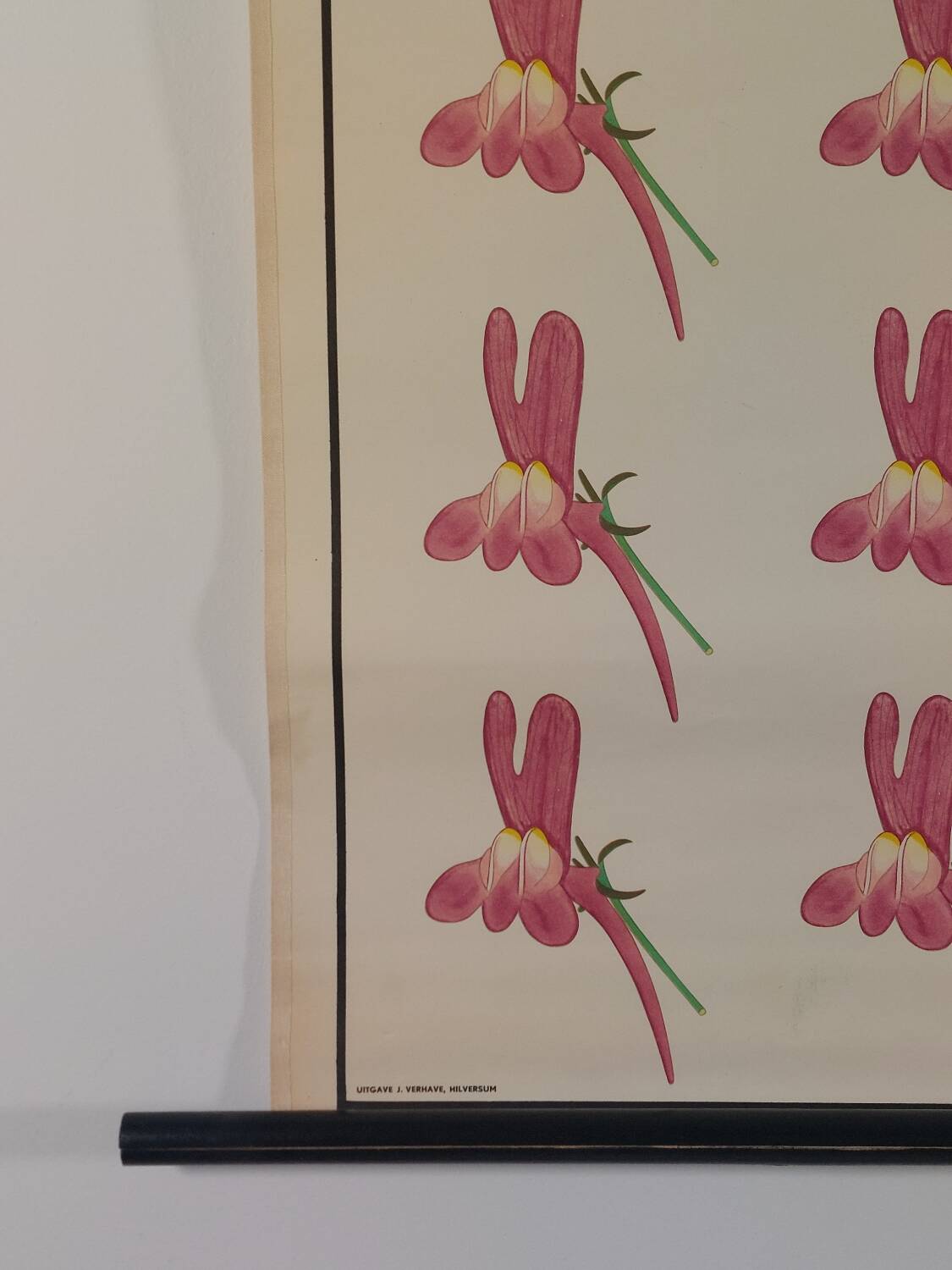 Vintage educational wall hanging roll chart biology genetics