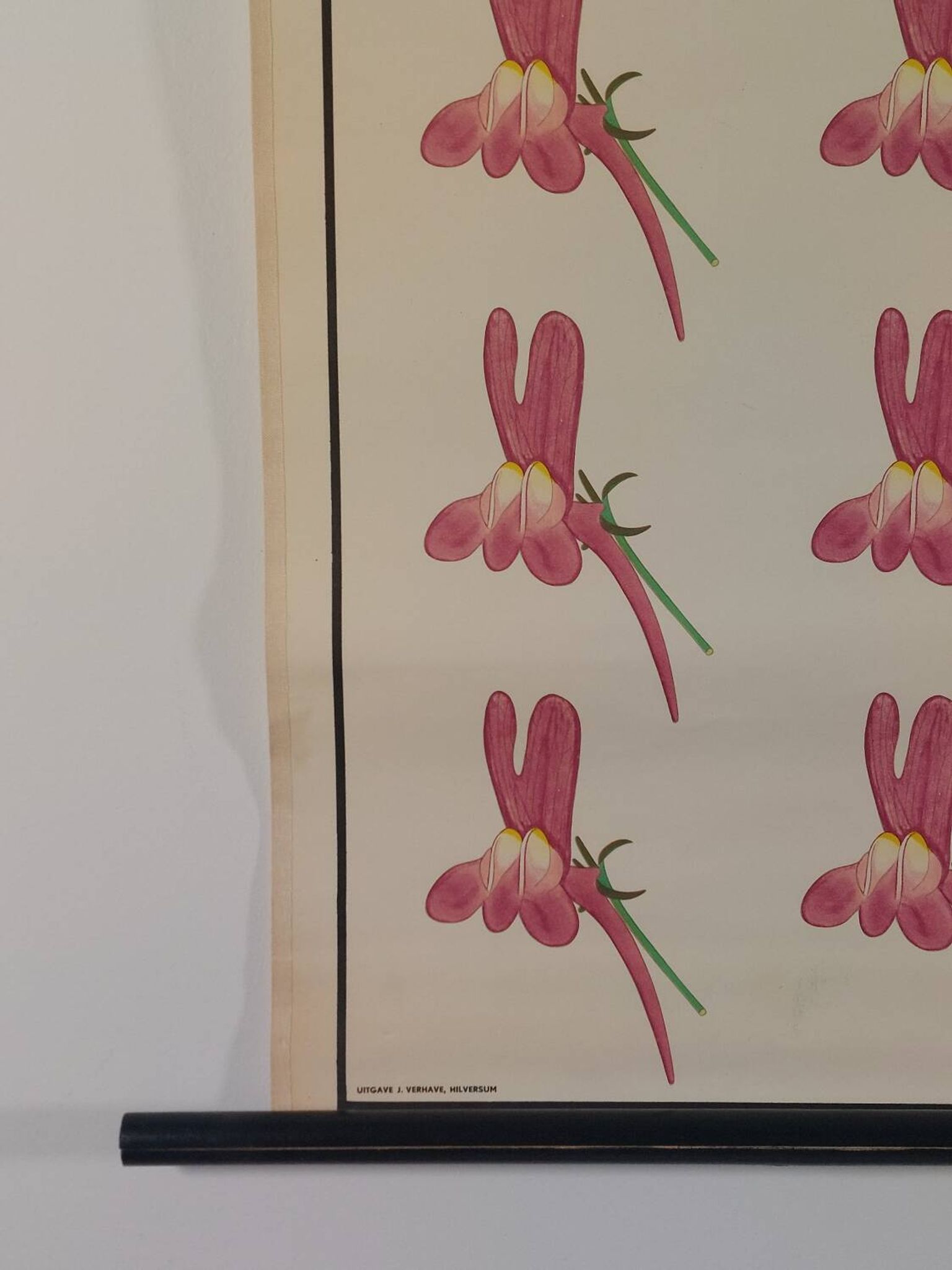Vintage educational wall hanging roll chart biology genetics