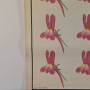 Vintage educational wall hanging roll chart biology genetics