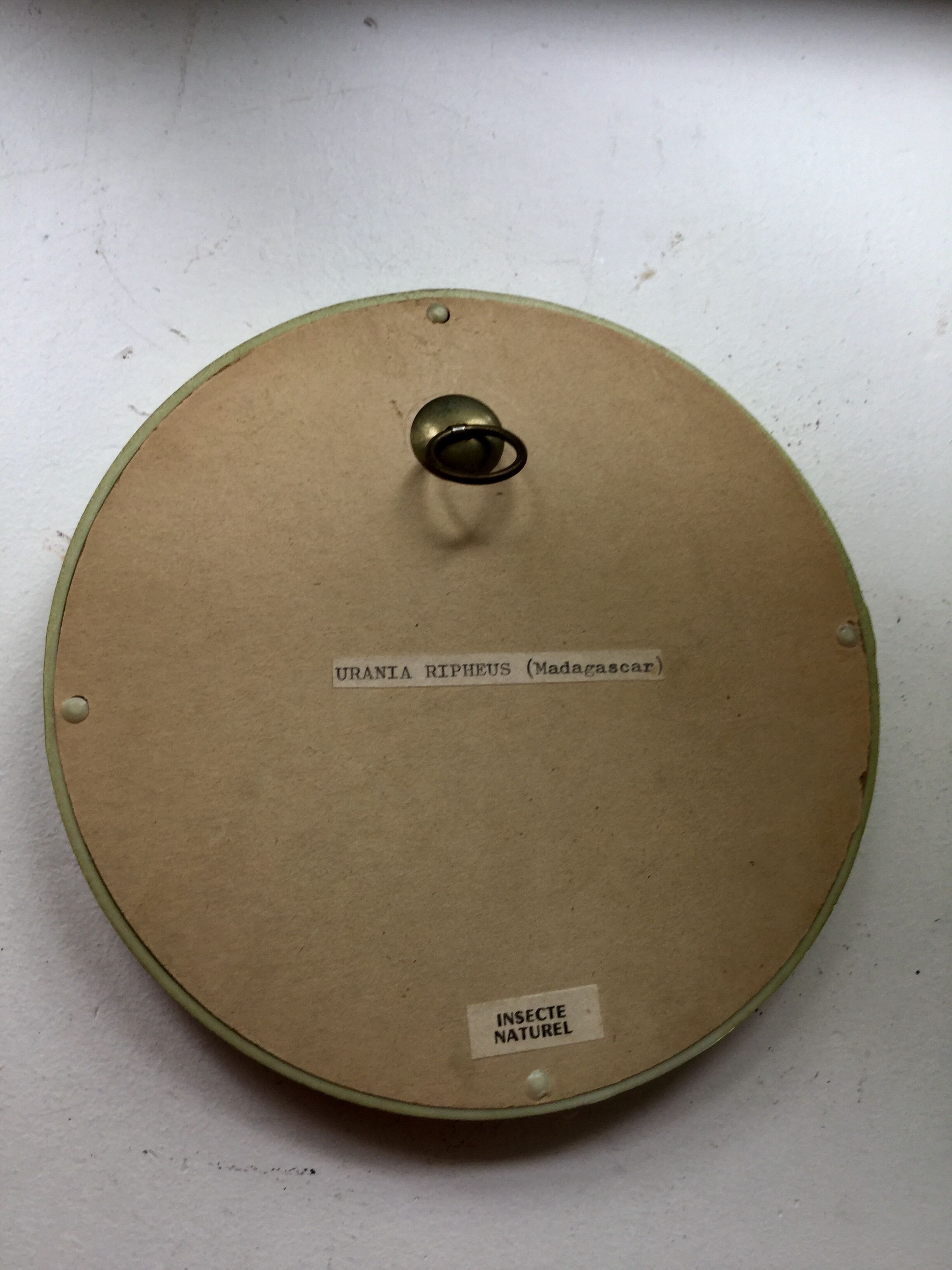 Butterfly bomb round frame