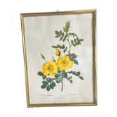 Framed botanical engraving PJ Redouté