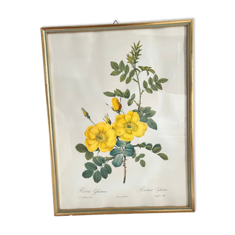 Framed botanical engraving PJ Redouté