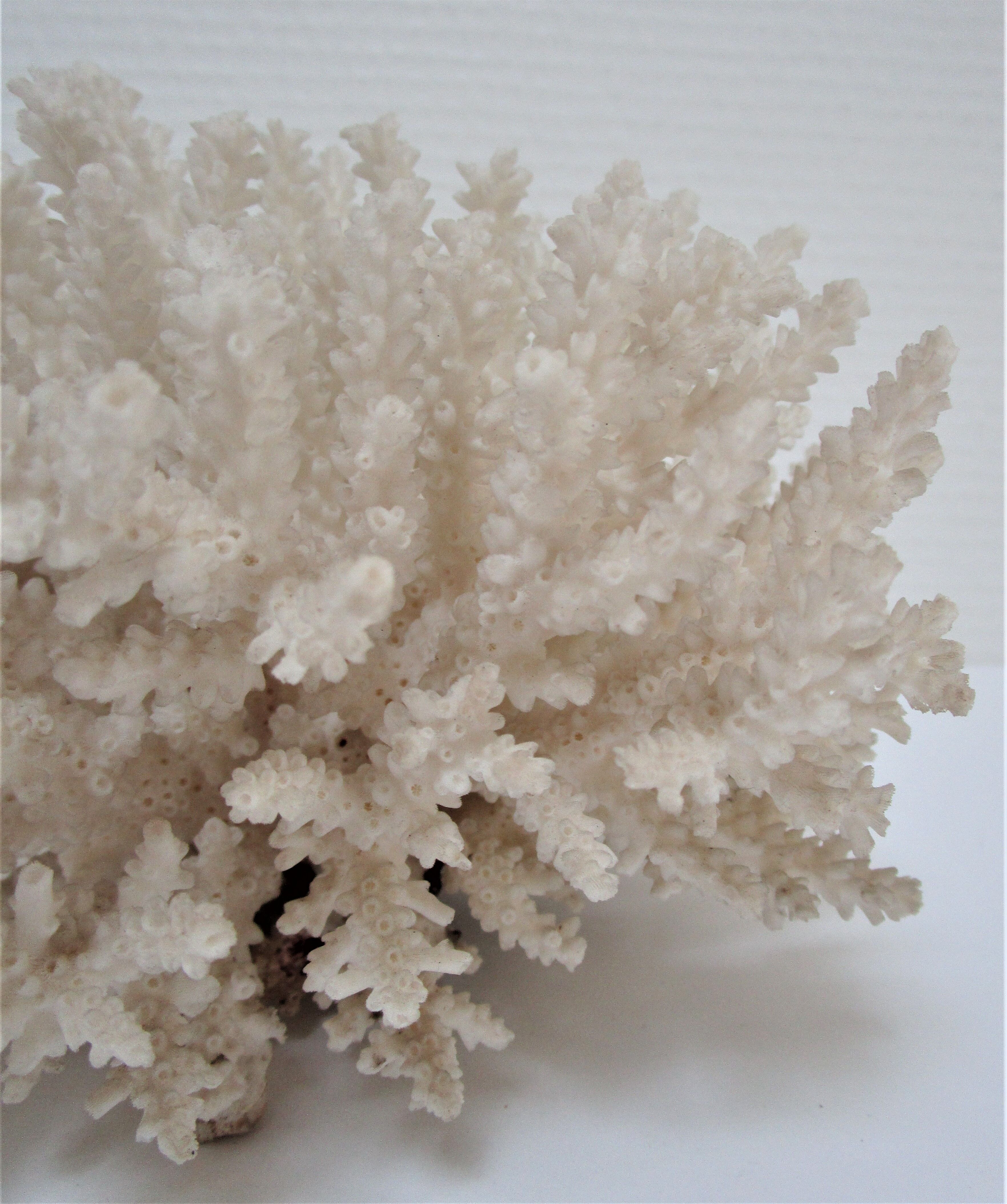 Buisson de corail blanc vintage