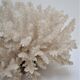 Buisson de corail blanc vintage