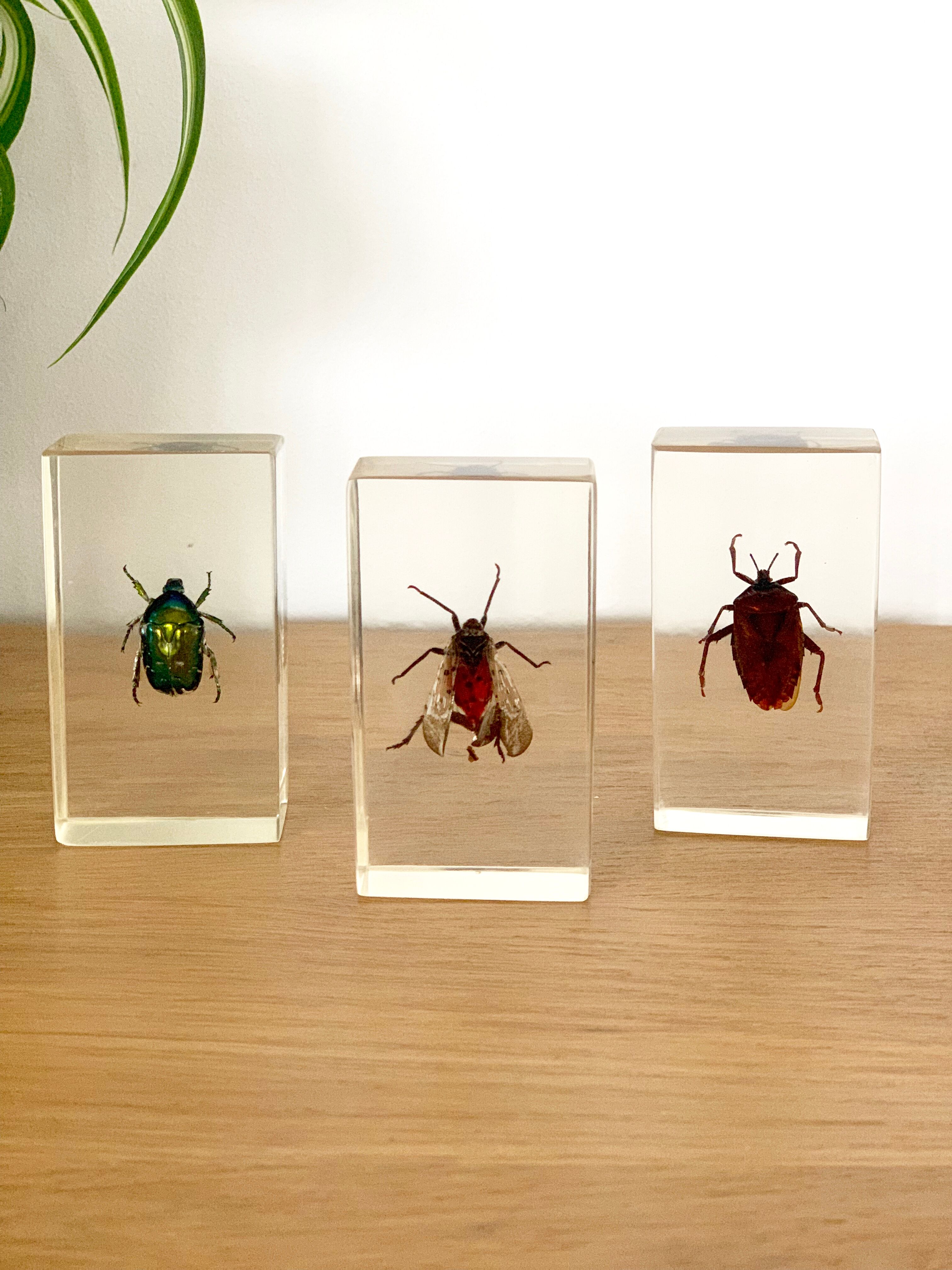 Pack of 3 insect inclusions