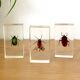 Pack of 3 insect inclusions
