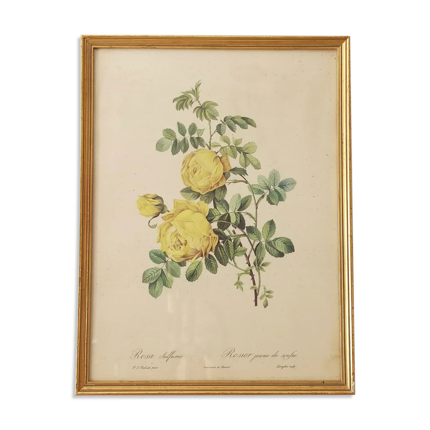 Lithographie rose Redouté