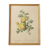 Lithographie rose Redouté