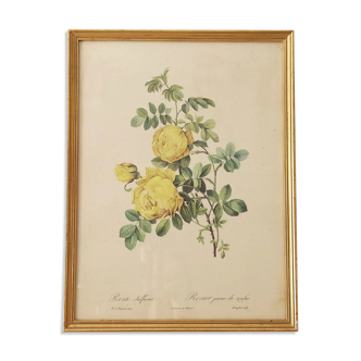 Lithographie rose Redouté